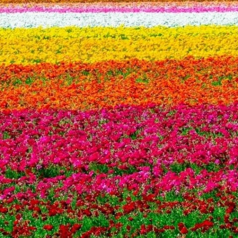 Carlsbad Flower Fields