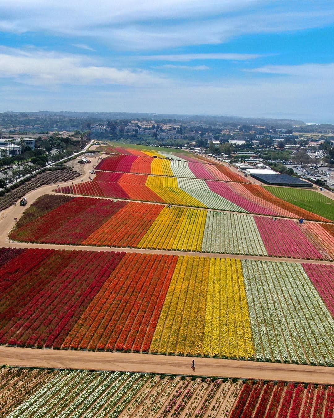 Carlsbad Flower Fields