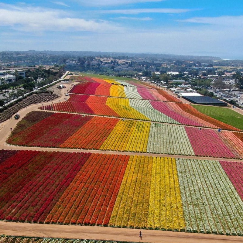 Carlsbad Flower Fields