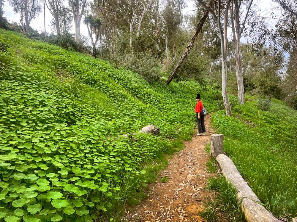 Person in red walking on a green path lined with trees and lush vegetation.