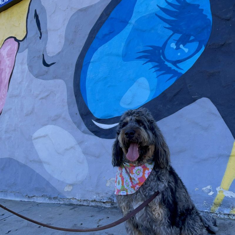 a dog lying on the ground