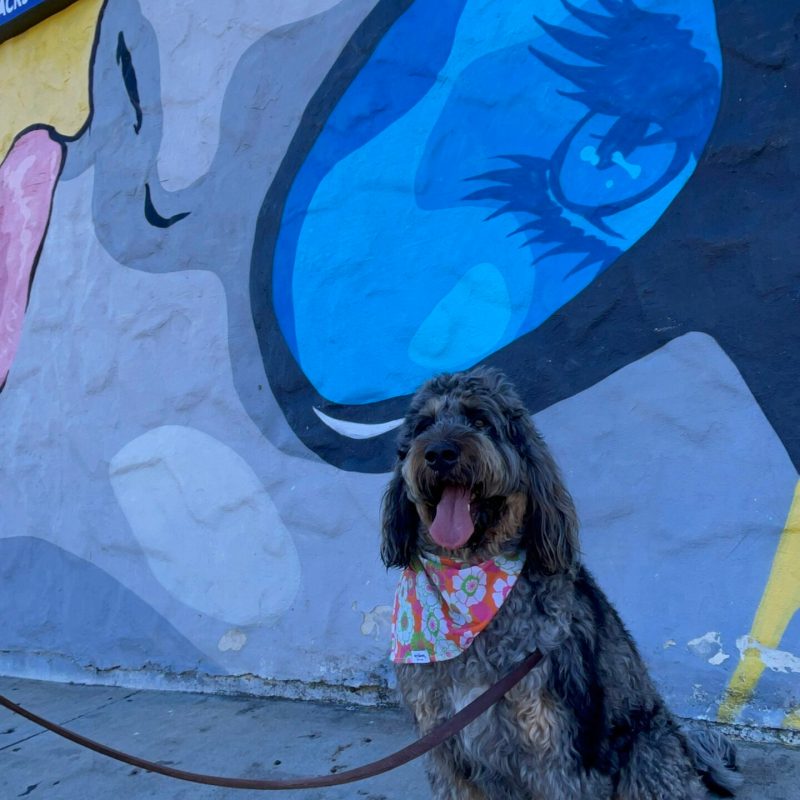 a dog lying on the ground