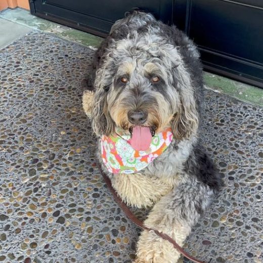 a dog sitting next to a window