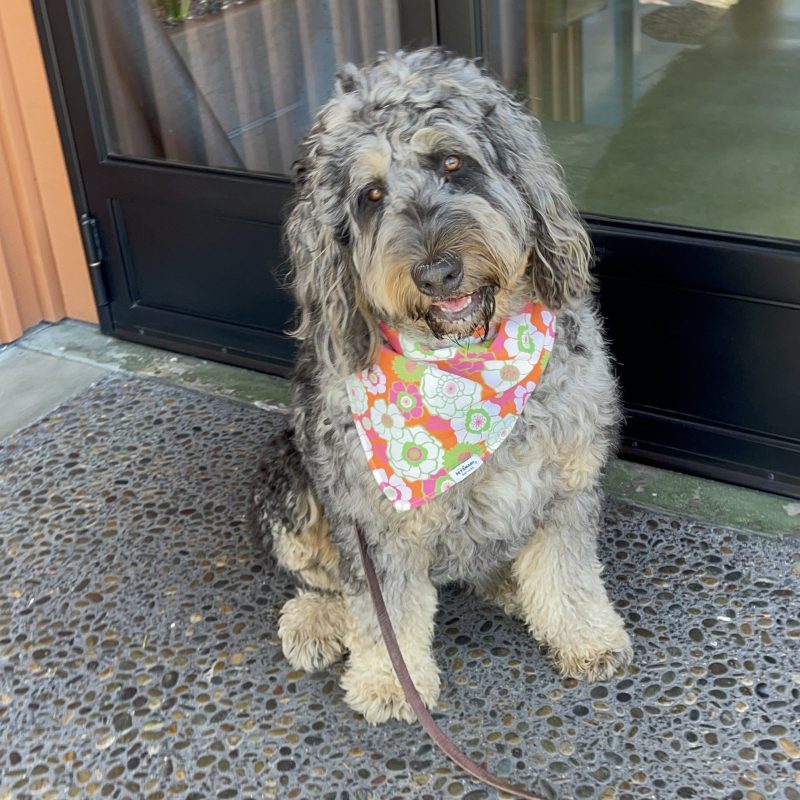 a dog sitting on a chair