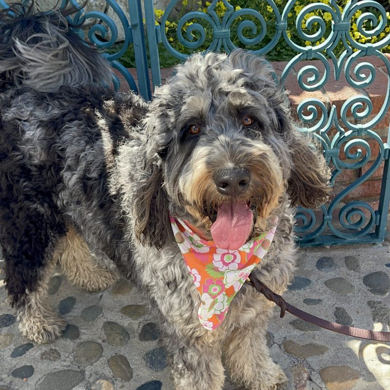 a large brown dog lying on the ground
