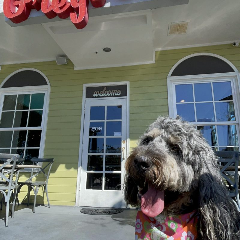 a dog sitting in front of a building