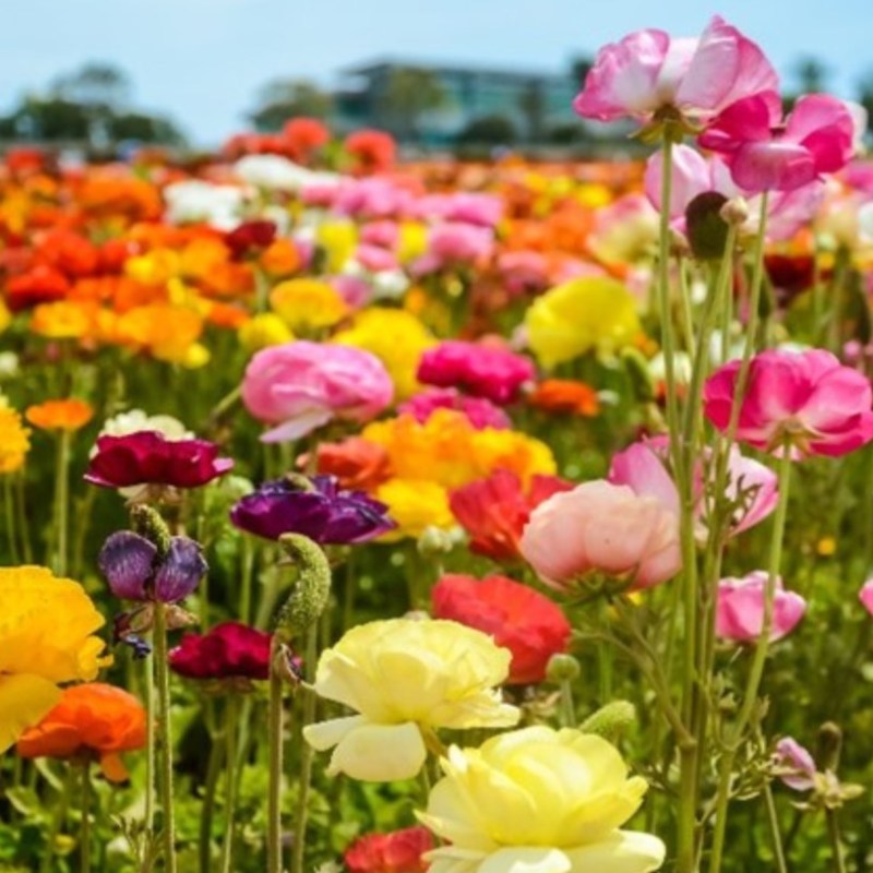 Carlsbad Flower Fields
