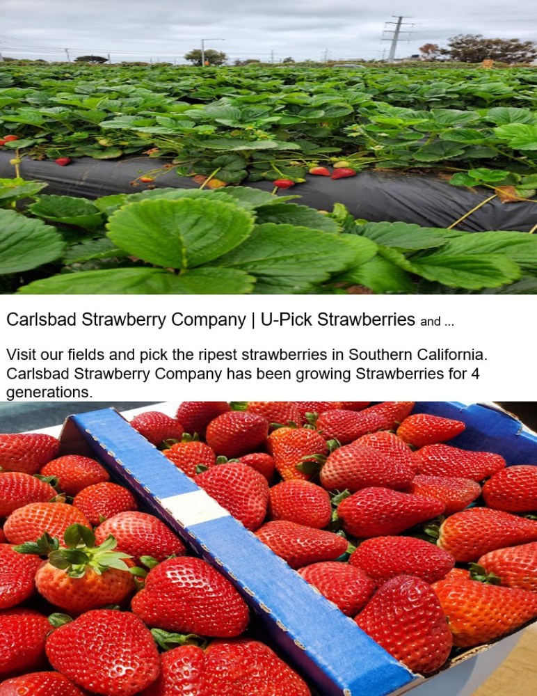Carlsbad Farmer's Market