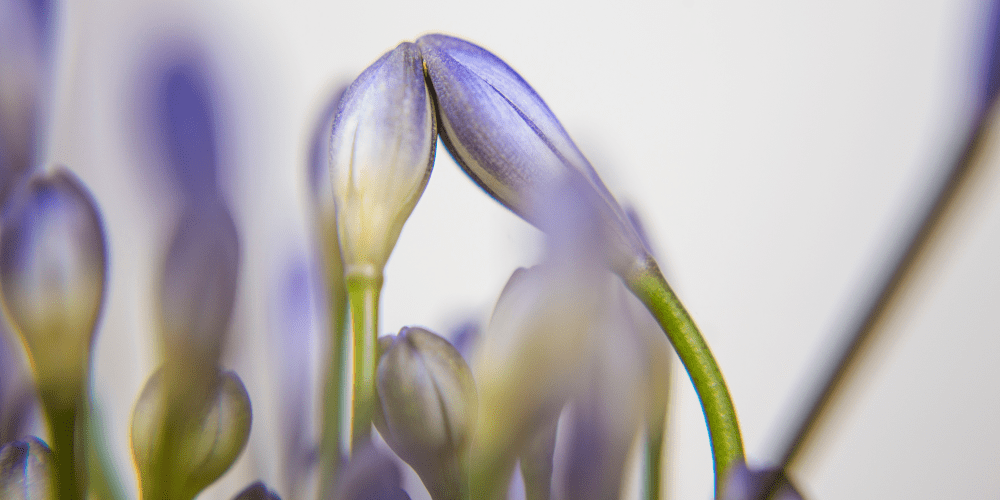 Botanical garden Close-up of purple budding flowers against a white background.