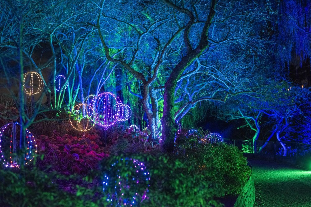 Trees with blue lighting and spherical holiday lights in various colors at night.