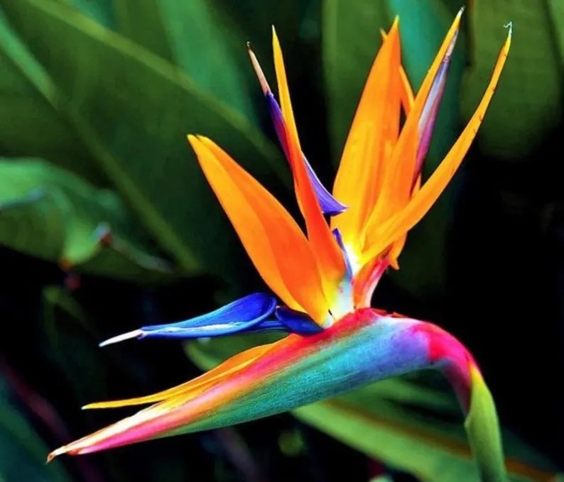Vibrant tropical flower with orange and blue petals against green leaves.