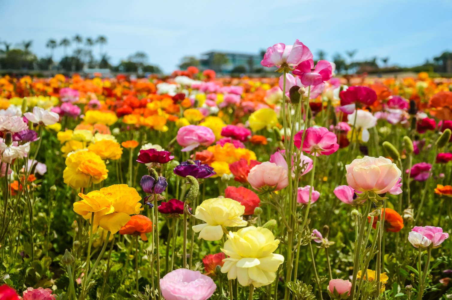 Vibrant field of diverse, colorful flowers under a clear blue sky.