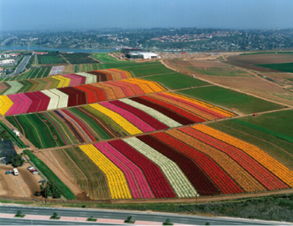 Aerial view of colorful, striped flower fields.