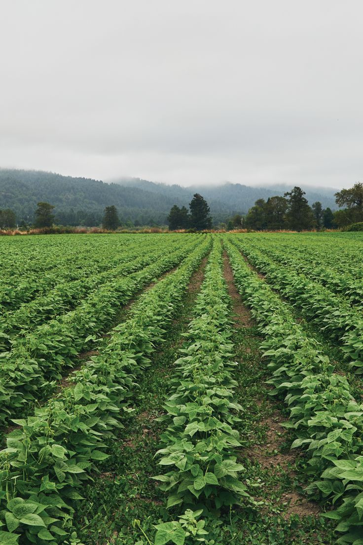 Lush green field with rows of crops under overcast sky, trees and hills in background.