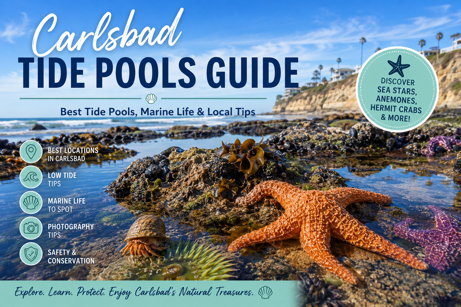 Carlsbad tide pools guide with starfish, sea life, cliffs, and information.