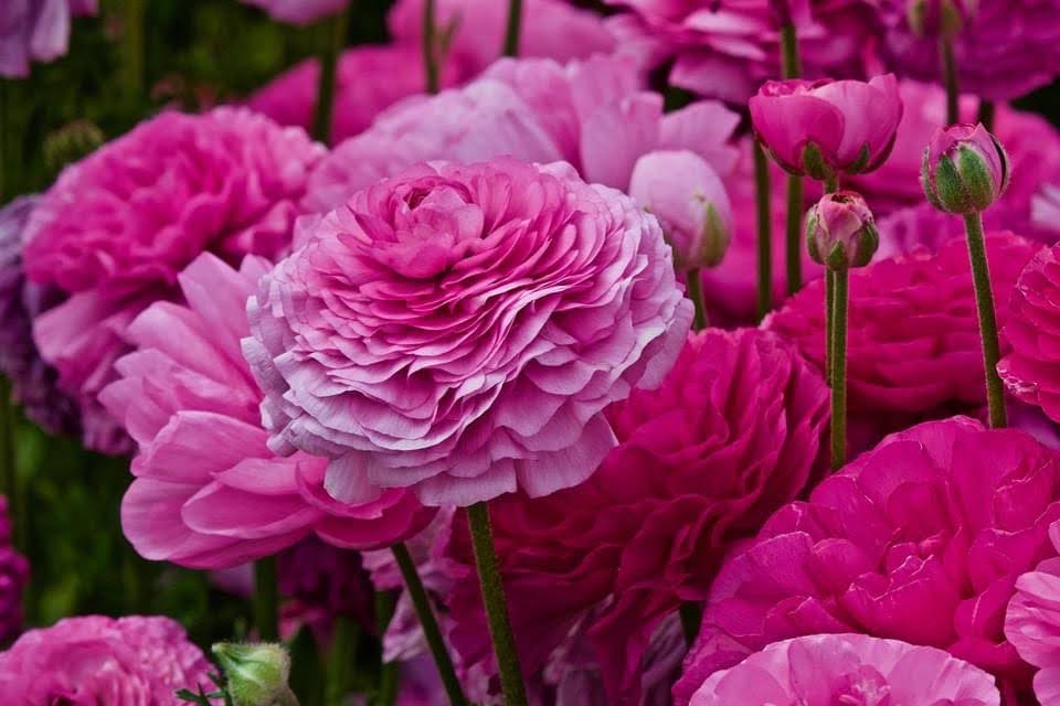 Close-up of vibrant pink ranunculus flowers in full bloom.