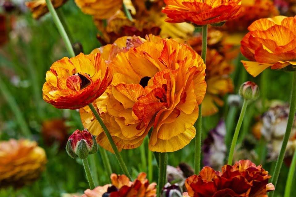 Mellano & Company | Preserving Carlsbad's Famous Flower Fields