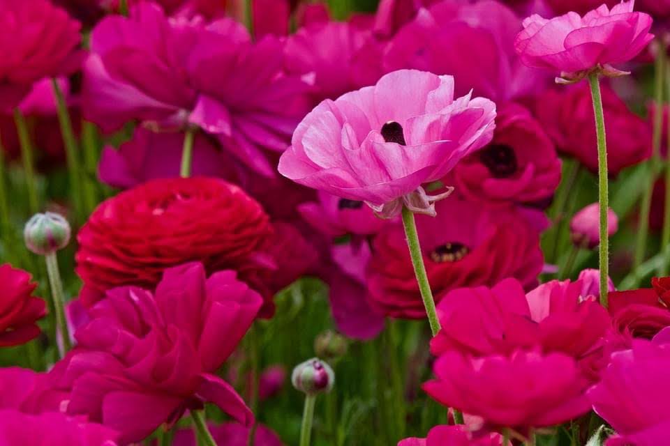Bright pink and red flowers in a garden setting.