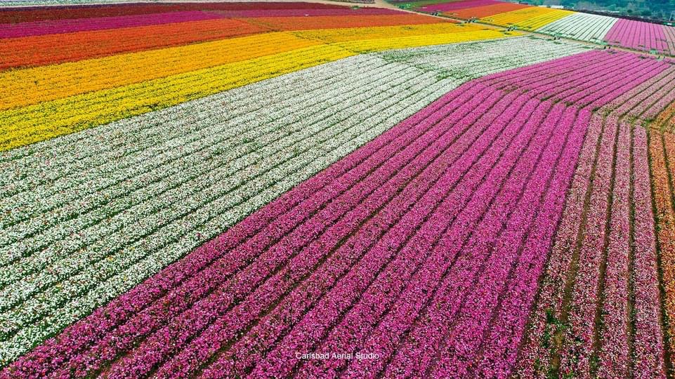 Aerial view of vibrant multicolored flower fields in parallel rows.