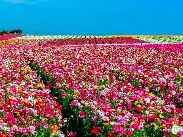 Vast field of colorful flowers with a clear blue sky.