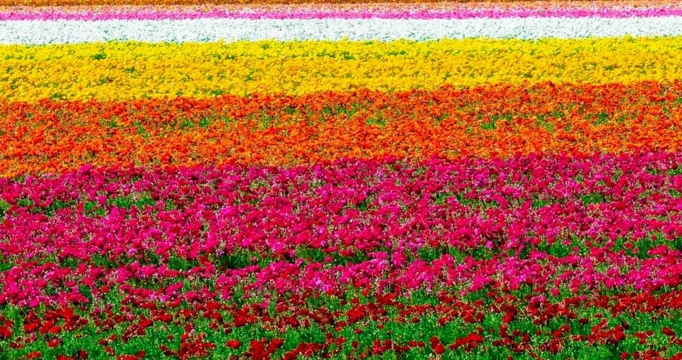 Vibrant rows of colorful flowers in a field, including pink, red, orange, yellow, and white.