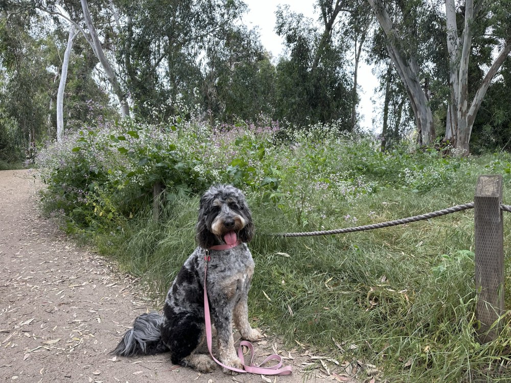 Dog sitting on a path with greenery in the background.