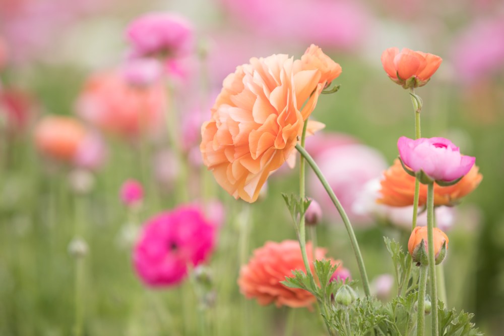 Field of colorful ranunculus flowers with soft focus background.