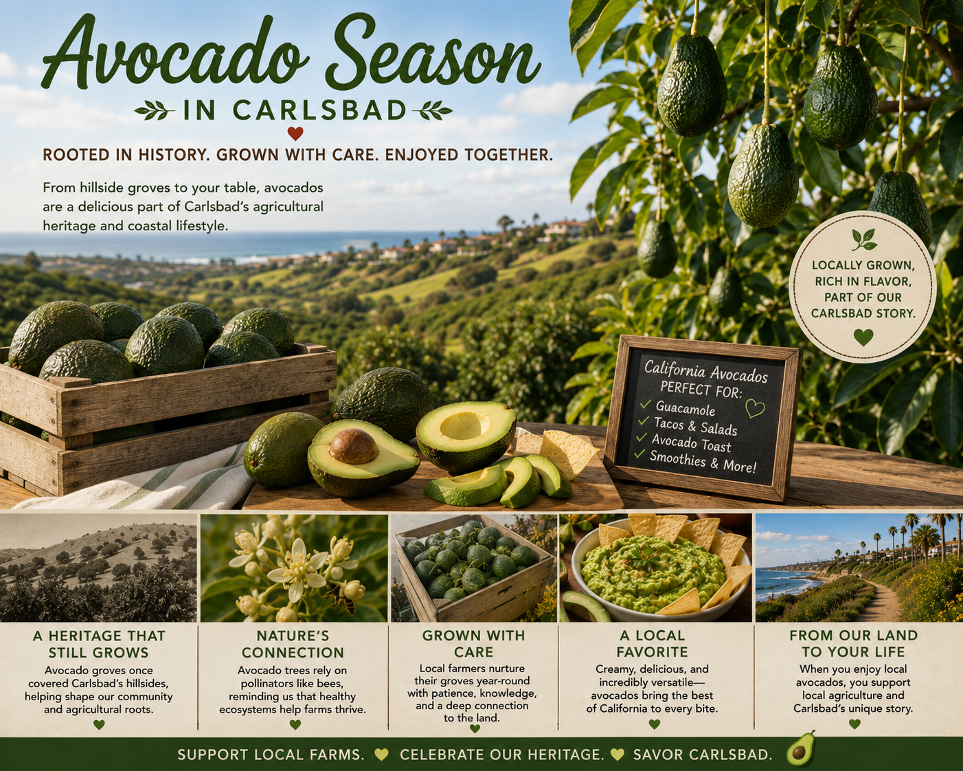 Avocado Season ad with avocados on a tree and info about Carlsbad's avocado heritage.