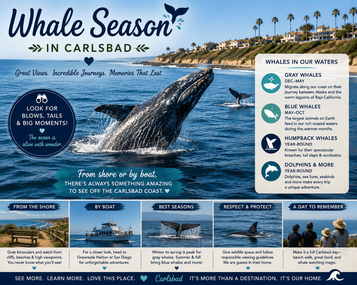 Infographic about whale watching in Carlsbad, featuring whale species and viewing tips.