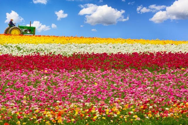 Vibrant flower field with red, pink, white, and yellow blooms under blue sky, tractor in background.