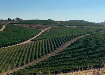 Vast vineyard with green rows on rolling hills under a clear blue sky.